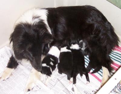 July 12th 2007 Nadia/Storm litter